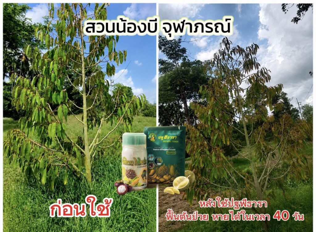 ปฐพีธารา ไคโตซานโอลิโกเมอร์