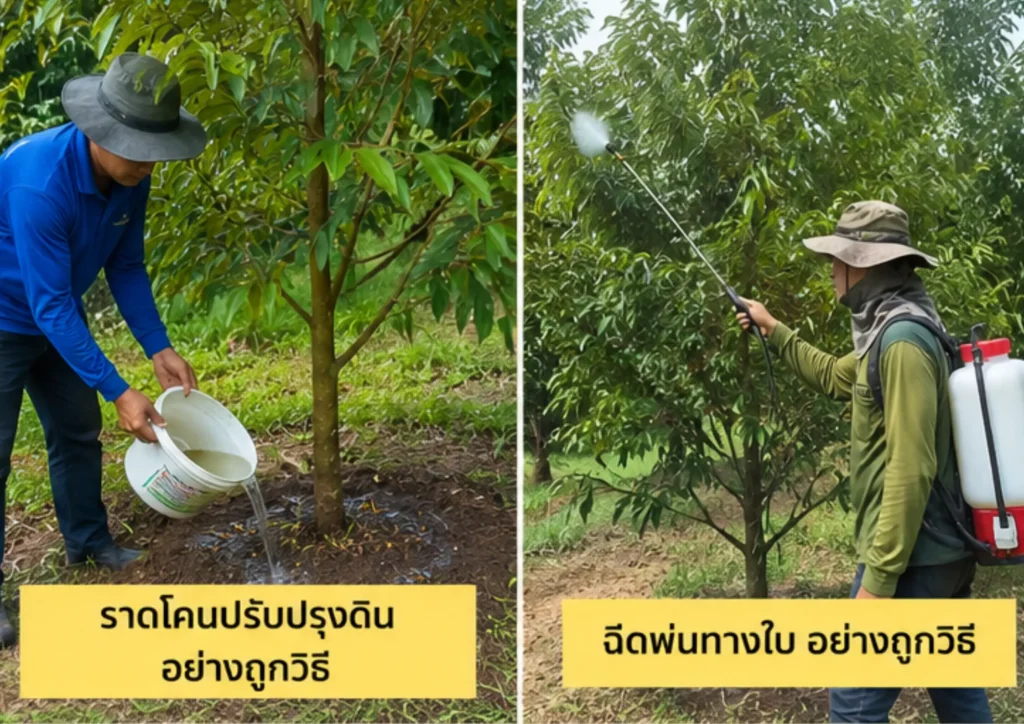 3 สาเหตุที่รากไม่เดิน.WebP