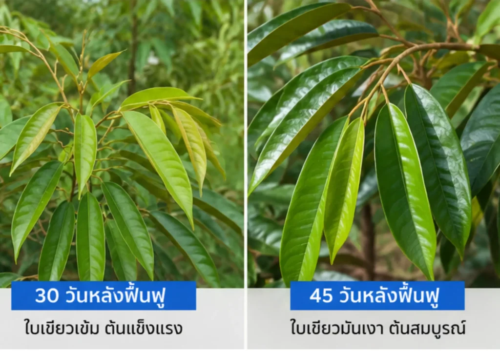 3 สาเหตุที่รากไม่เดิน.WebP