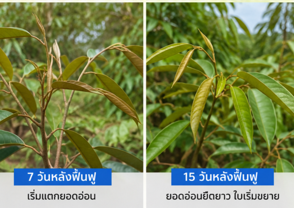3 สาเหตุที่รากไม่เดิน.WebP