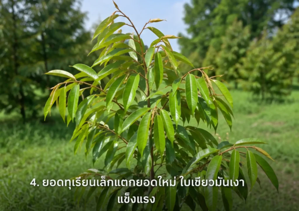 ปรับปรุงโครงสร้างดิน.WebP