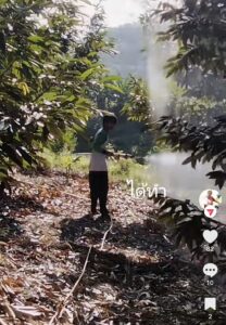 ทุเรียนไม่แตกยอดใช้อะไรดี