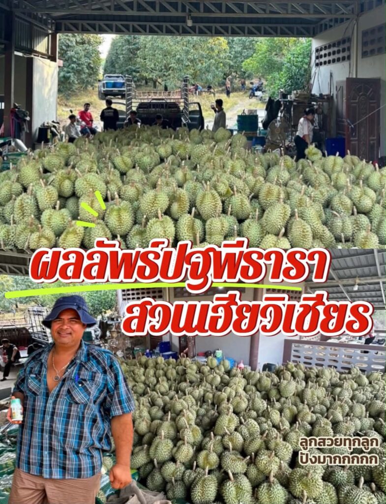 ปฐพีธาราสำหรับทุเรียนช่วงติดผล