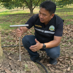 หมอทุเรียนกำลังสาธิตการตรวจความโปร่ง
