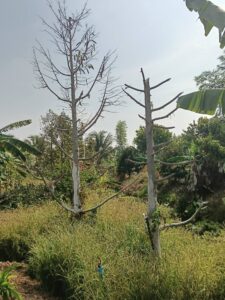 โรคก้านธูปในทุเรียนใช้ยาอะไร