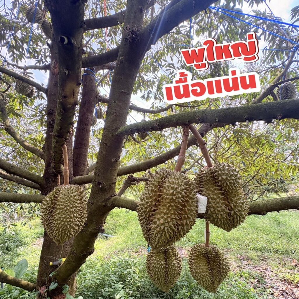 recovering-durian-after-harvest.jpg ฟื้นต้นสวนทุเรียนหลังเก็บเกี่ยว ด้วยปฐพีธารา