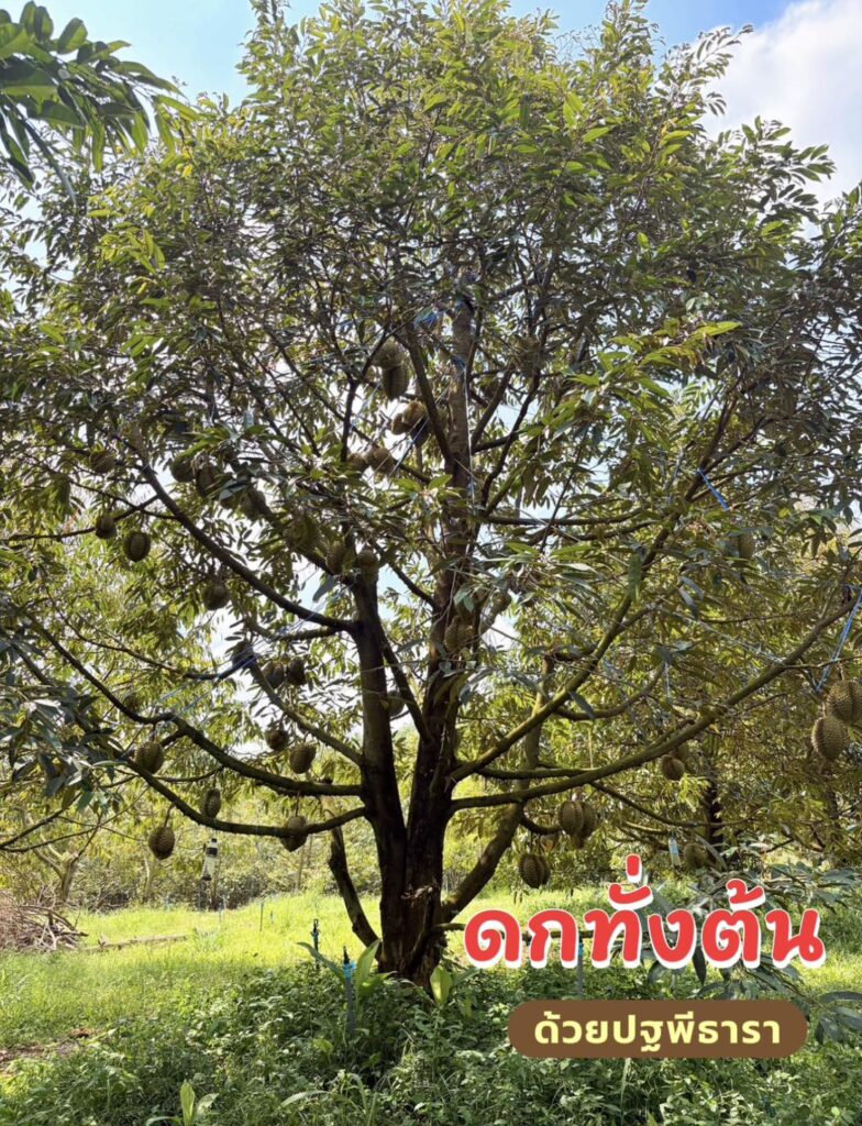 ทุเรียนหมอนทอง ทุเรียนหมอนทอง