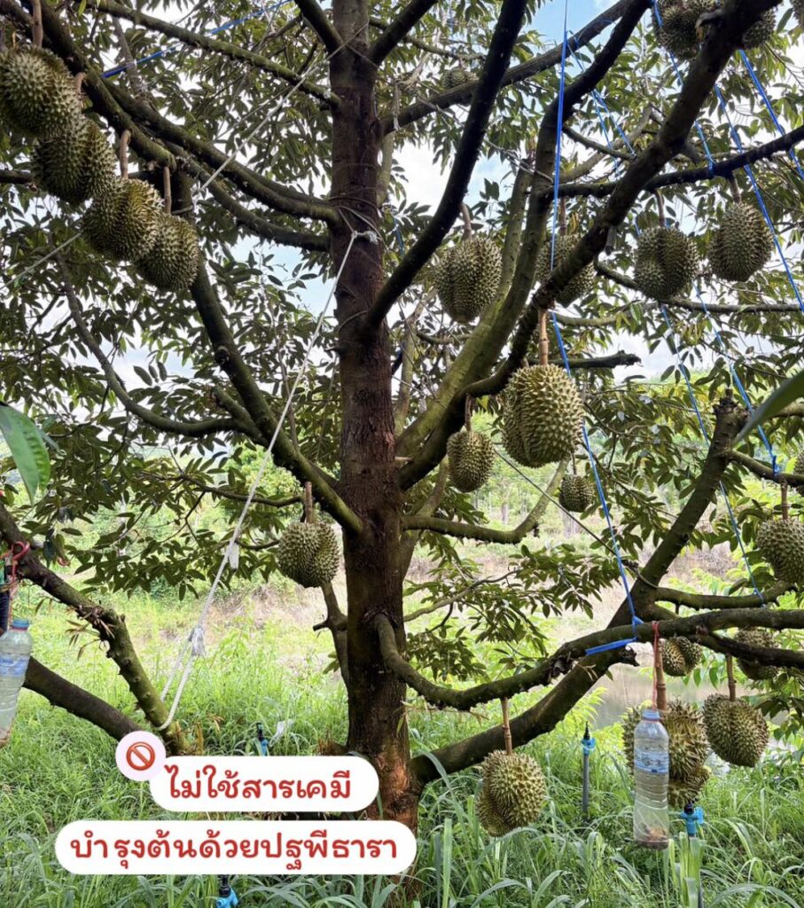 ทุเรียนอินทรีย์ ทุเรียนอินทรีย์