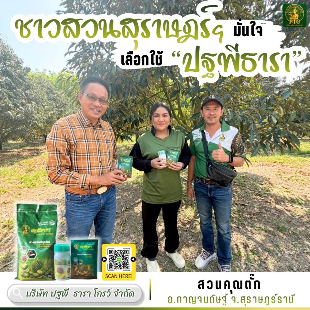 ปฐพีธารา ฟื้นต้นหลังเก็บเกี่ยว ทุเรียนใบใหญ่เขียวเข้ม พูแน่น เนื้อสวย