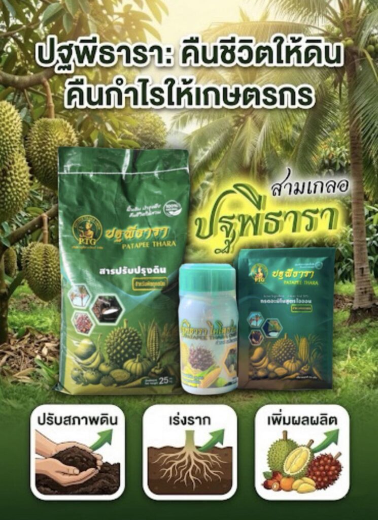 วิธีฟื้นต้นทุเรียนหลังเก็บเกี่ยวด้วยชุดคู่หูปฐพี วิธีฟื้นต้นทุเรียนหลังเก็บเกี่ยวด้วยชุดคู่หูปฐพี