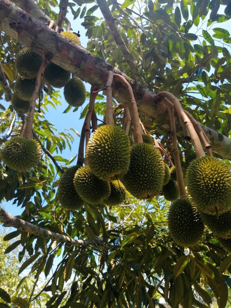สารเสริมประสิทธิภาพ