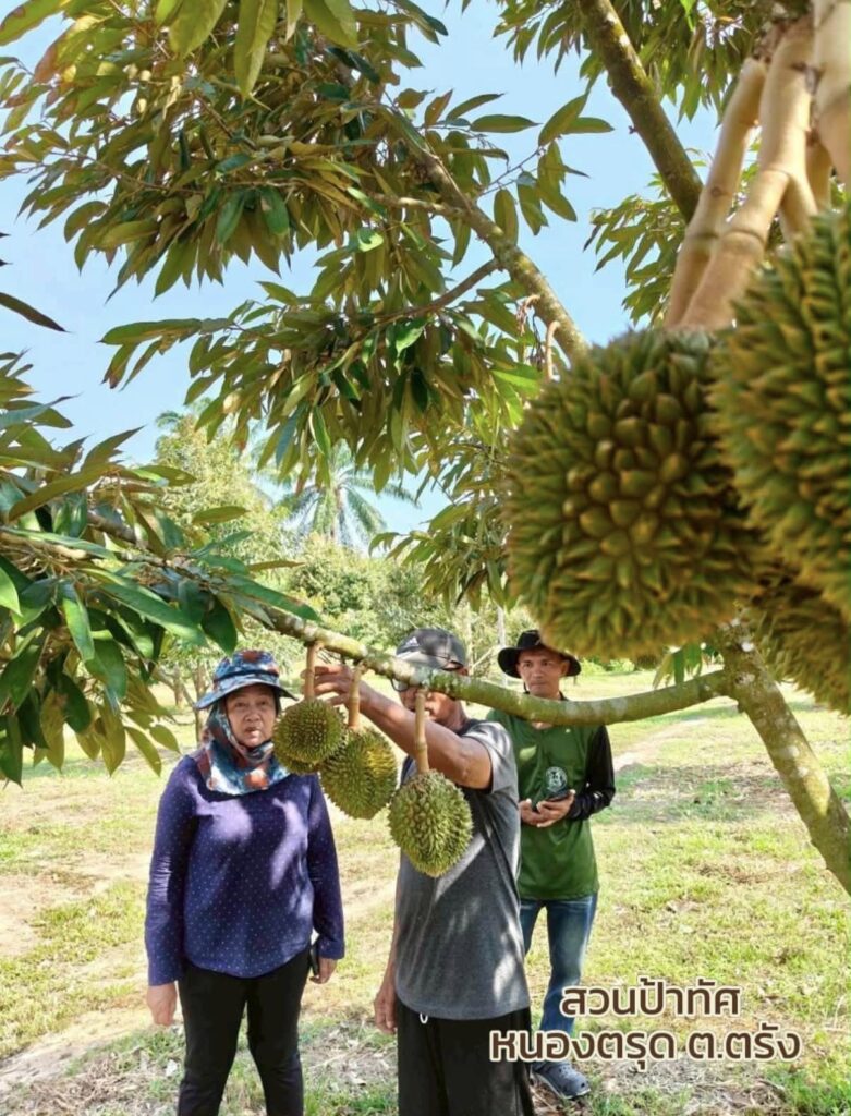 ทุเรียนไม่โต