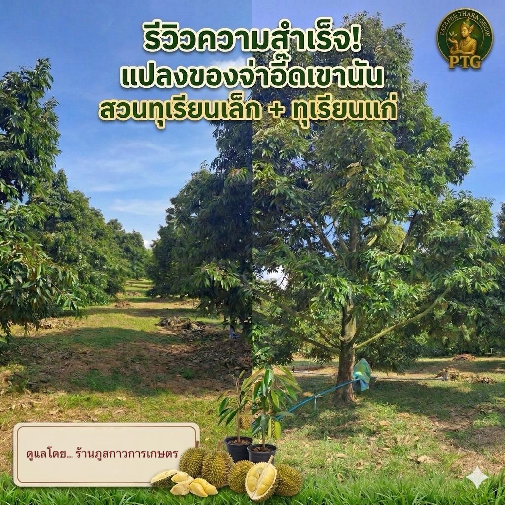 ใบเหลือง ใบเล็ก ยอดกุด ปัญหาใหญ่ที่แก้ไม่ตก