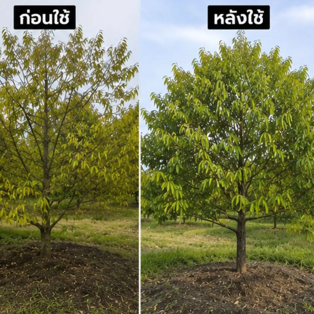 ภาพทุเรียนที่เริ่มแตกใบอ่อนใหม่หลังการฟื้นฟู