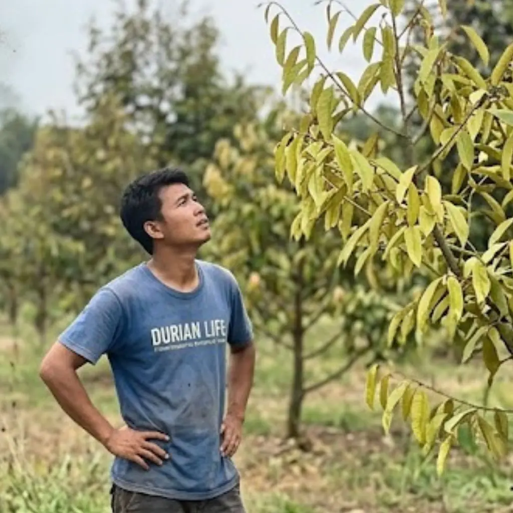 ทุเรียนทำไมไม่ยอมแตกใบอ่อน? ความจริงที่รากกำลังบอกเรา เมื่อก่อนผมคิดว่าใส่ปุ๋ยเยอะ ต้นจะโตเร็ว... สุดท้ายรากพัง ยิ่งใส่เยอะ... ต้นยิ่งพัง