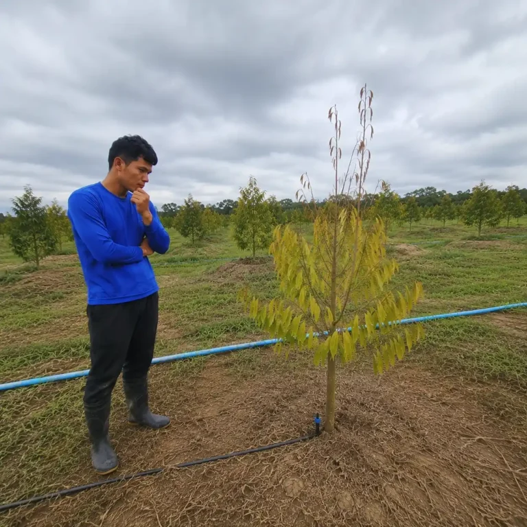 วิธีแก้ทุเรียนรากไม่เดิน ดินแน่น ใบเหลืองยอดก้านธูป ในทุเรียนเล็ก 1–3 ปี ฟื้นดินลูกรังดาน กู้ชีพต้นโทรมหลังฝนชุก ให้รากพุ่งยอดพุ่งทันใจ