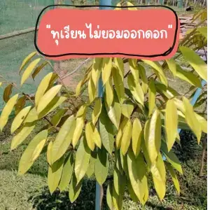 7 เคล็ดลับแก้ทุเรียนไม่โต ฟื้นต้นนั่งแท่นให้โตไวด้วยเวิลด์แพลนท์
