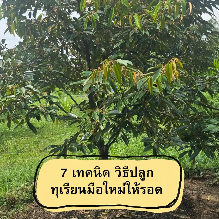 วิธีปลูกทุเรียนมือใหม่ เริ่มต้นอย่างไรให้รอดตายและโตไว? พบเคล็ดลับการบำรุงด้วย คู่หูมหัศจรรย์ และ ปุ๋ยอินทรีย์ตราหญิงเกษตร ที่ช่วย ฟื้นต้นทุเรียน ให้แข็งแรง แตกยอดเขียวมันวาว