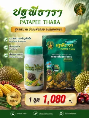3 เคล็ดลับ เร่งใบทุเรียนให้แก่ไว ป้องกันผลร่วง เพิ่มผลผลิตเท่าตัว
