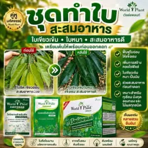 หมดกังวลเรื่อง ปุ๋ยยาแพงกำไรหาย ด้วยเทคนิค ลดต้นทุนสวนทุเรียน 50%