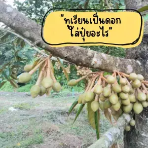 3 เทคนิคจัดการ "ทุเรียนเป็นดอกใส่ปุ๋ยอะไร" ให้ขั้วเหนียว ผลดกด้วยเวิลด์แพลนท์