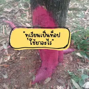 ไขข้อสงสัย ทุเรียนเป็นท็อปใช้ยาอะไรดี? พบวิธีรักษา โรครากเน่าโคนเน่า และเทคนิค ฟื้นต้นทุเรียน แบบ เกษตรอินทรีย์ ด้วย ชีวภัณฑ์ทุเรียน และชุดเวิลด์แพลนท์ที่เห็นผลไว