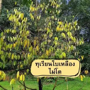 5 วิธีแก้ปัญหา ทุเรียนใบเหลืองไม่โต ให้กลับมาเขียวพุ่งด้วยเวิลด์แพลนท์