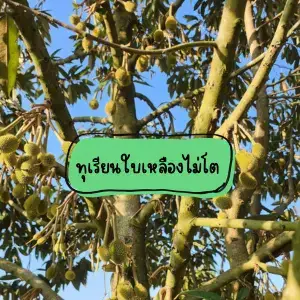 5 เทคนิคแก้ "ทุเรียนไม่ติดลูก" ให้ผลดกเต็มต้นด้วยเวิลด์แพลนท์