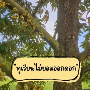 5 เทคนิคแก้ "ทุเรียนไม่ยอมออกดอก" ให้ดกเต็มกิ่งด้วย คู่หูมหัศจรรย์ เวิลด์แพลนท์ ไคโตซาน
