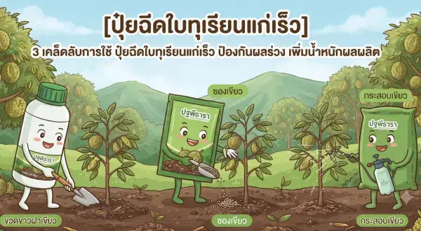 3 เคล็ดลับการใช้ ปุ๋ยฉีดใบทุเรียนแก่เร็ว ป้องกันผลร่วง เพิ่มน้ำหนักผลผลิต