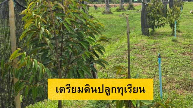7 เทคนิค วิธีปลูกทุเรียนมือใหม่ให้รอดตาย ยอดพุ่งแรงทันตาด้วยเวิลด์แพลนท์