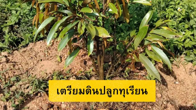 เผยเคล็ดลับการ เตรียมดินปลูกทุเรียน สำหรับมือใหม่