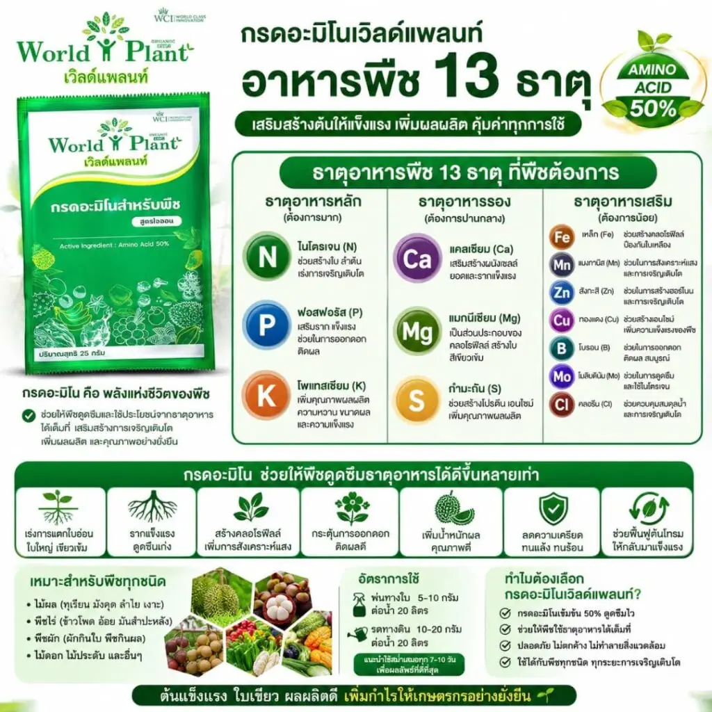 3 เคล็ดลับ ฟื้นต้นทุเรียนหลังตัดลูก กู้ต้นโทรมให้กลับมาใบพรู รับเงินล้านแบบสวนตราด
