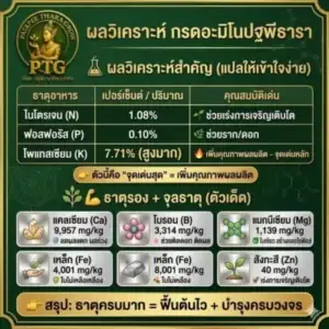 3 เทคนิคใช้ แมกนีเซียมเร่งใบแก่ ให้ทุเรียนใบเขียวเข้ม พร้อมแบกลูกดก
