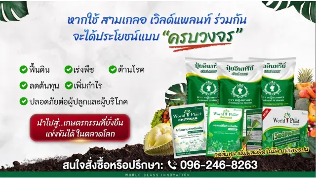 ฟื้นต้นทุเรียน จาก รากเน่าโคนเน่า ด้วย เกษตรอินทรีย์ : เคล็ดลับกู้สวนพังใน 15 วัน