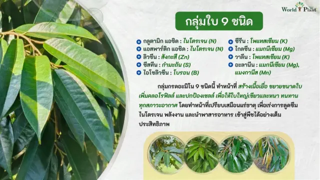 ความสุขคนทำสวน คือเห็นลูกดกเต็มต้น! แชร์ วิธีทำให้ขั้วเหนียว ฉบับทุเรียนสาวทำถึง หนามเขียวเป๊ะ ไม่ร่วงง่าย